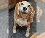 Small Photo #5 Beagle Puppy For Sale in Holland, MI, USA