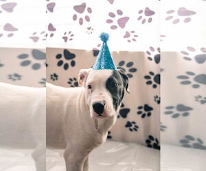 Gus - Male Staffordshire Bull Terrier-Unknown Mix Dog for Adoption - Photo #4