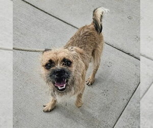 Border Terrier Dogs for adoption in Camarillo, CA, USA