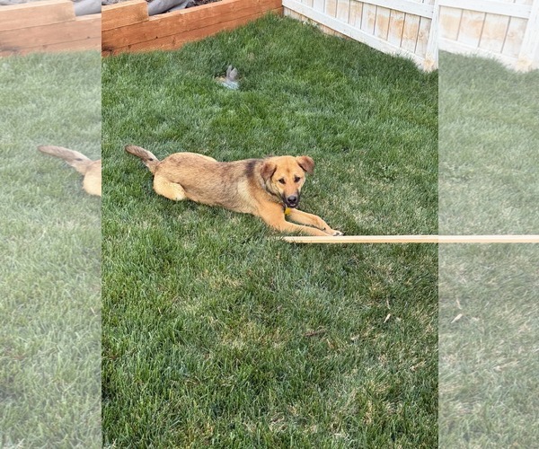 Medium Photo #3 Mutt Puppy For Sale in Sandy, UT, USA