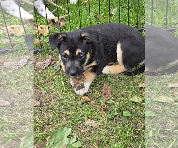 Medium Photo #2 Border Collie-Unknown Mix Puppy For Sale in Garden City, NY, USA