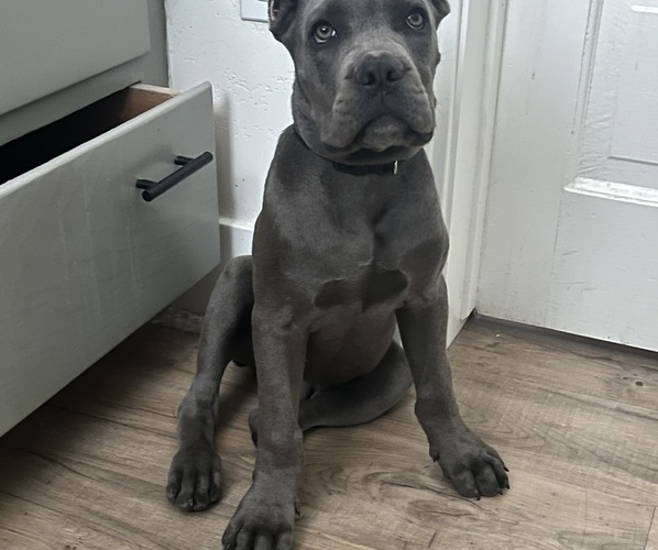 Medium Photo #1 Cane Corso Puppy For Sale in MODESTO, CA, USA