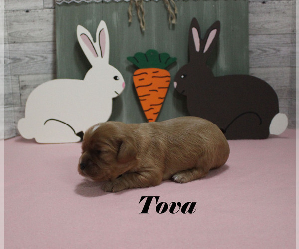 Medium Photo #4 Cavalier King Charles Spaniel Puppy For Sale in CHANUTE, KS, USA