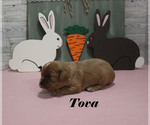 Small #3 Cavalier King Charles Spaniel