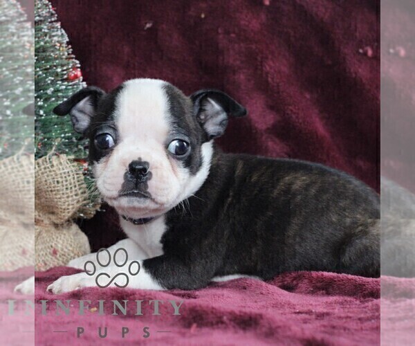 Medium Photo #4 Boston Terrier Puppy For Sale in PORT ROYAL, PA, USA