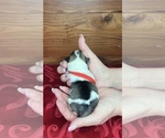 Small #5 Schnauzer (Miniature)