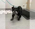 Small #1 Bulldog