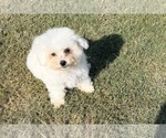 Small #7 Bichon Frise