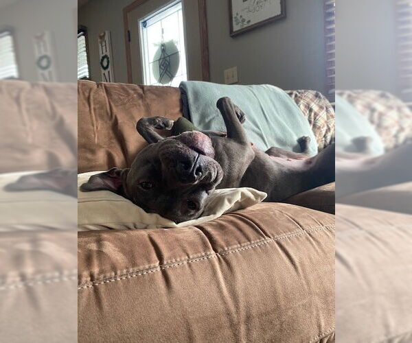 Medium Photo #15 American Pit Bull Terrier-Unknown Mix Puppy For Sale in Princeton, MN, USA