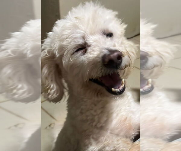 Medium Photo #2 Poochon Puppy For Sale in San Diego, CA, USA