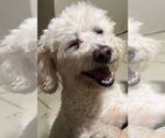 Small #1 Poochon