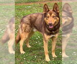 Small #1 German Shepherd Dog