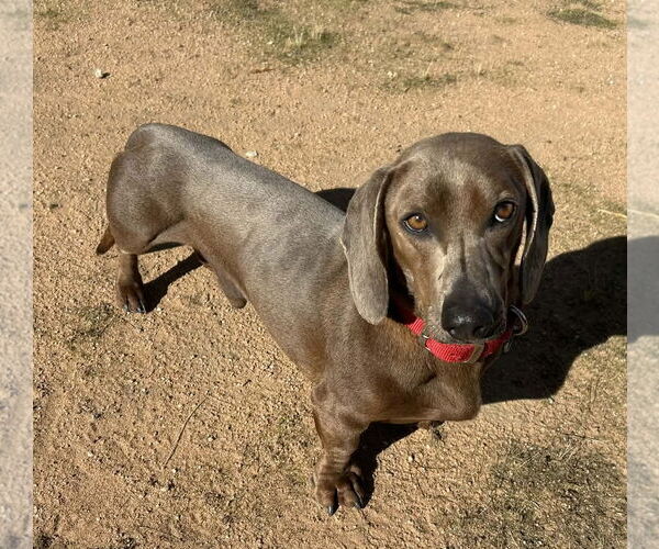 Medium Photo #2 Dachshund Puppy For Sale in Hesperia, CA, USA