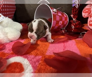 Boston Terrier Puppy for sale in CLEVELAND, TX, USA