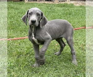 Great Dane Puppy for Sale in CLANTON, Alabama USA