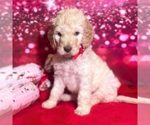 Medium Photo #1 Goldendoodle Puppy For Sale in GONZALES, LA, USA