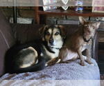 Small #9 Chihuahua Mix