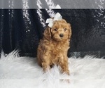 Puppy LOUIE Maltipoo