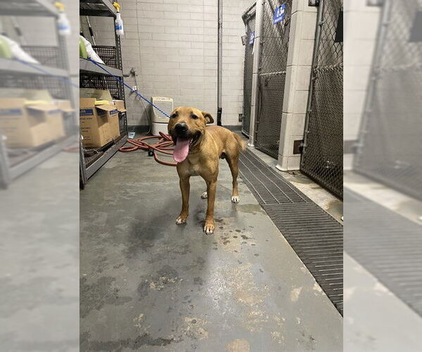 Medium Photo #1 Mutt Puppy For Sale in Stockton, CA, USA