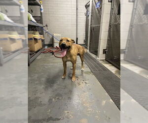 Mutt Dogs for adoption in Stockton, CA, USA