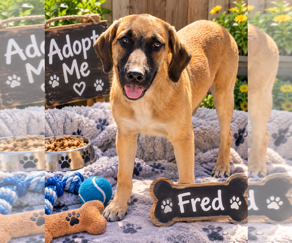 Medium Photo #1 Mutt Puppy For Sale in Queen Creek, AZ, USA