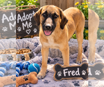 Fred - Male Mutt Dog for Adoption - Small photo