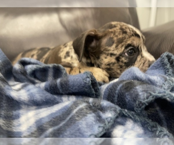 Medium Photo #54 American Bully Puppy For Sale in REESEVILLE, WI, USA