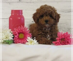 Poodle (Toy) Puppy for sale in HANCOCK, MN, USA