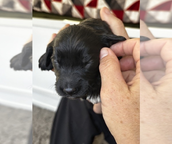 Medium Photo #1 Goldendoodle Puppy For Sale in EXETER, RI, USA