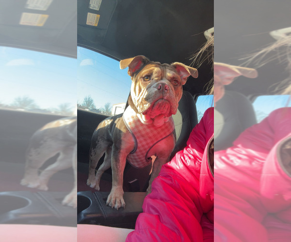 Medium Photo #1 Bulldog Puppy For Sale in MARSHALL, AR, USA