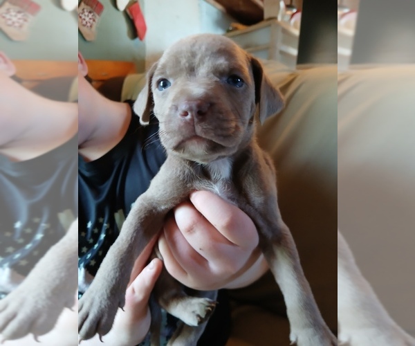 Medium Photo #1 American Bully-American Staffordshire Terrier Mix Puppy For Sale in GOUVERNEUR, NY, USA