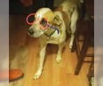 Small #4 Labrador Retriever Mix