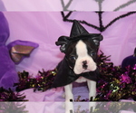Image preview for Ad Listing. Nickname: Minka