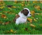 Small Photo #2 Beabull Puppy For Sale in FREDERICKSBG, OH, USA