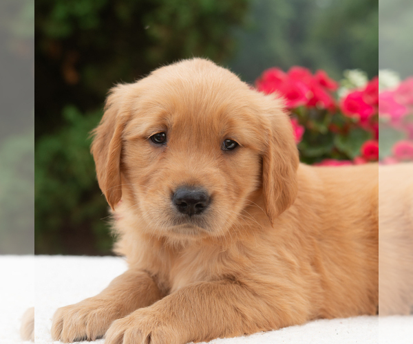 Medium Photo #4 Golden Retriever Puppy For Sale in NEWPORT, PA, USA