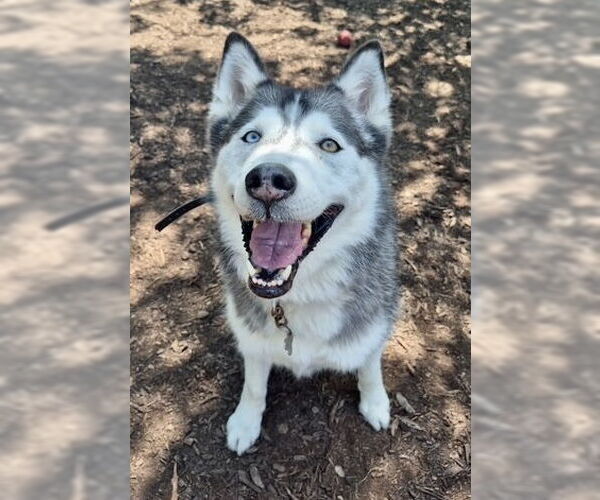 Medium Photo #2 Siberian Husky Puppy For Sale in Techny, IL, USA