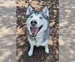 Small #1 Siberian Husky