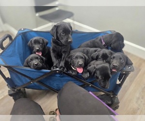 Labrador Retriever Puppy for Sale in TALBOTT, Tennessee USA