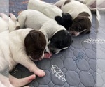 Small #9 German Shorthaired Pointer