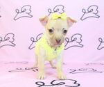 Small Photo #14 Chihuahua Puppy For Sale in LAS VEGAS, NV, USA