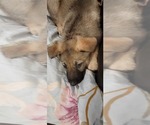 Small Photo #36 German Shepherd Dog Puppy For Sale in ANKENY, IA, USA