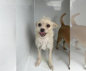 Chihuahua-Unknown Mix Dogs for adoption in Houston, TX, USA