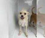 Small Chihuahua Mix