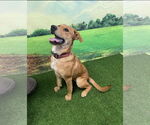 Small #1 Golden Retriever Mix