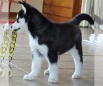 Small Photo #5 Siberian Husky Puppy For Sale in DANVILLE, PA, USA