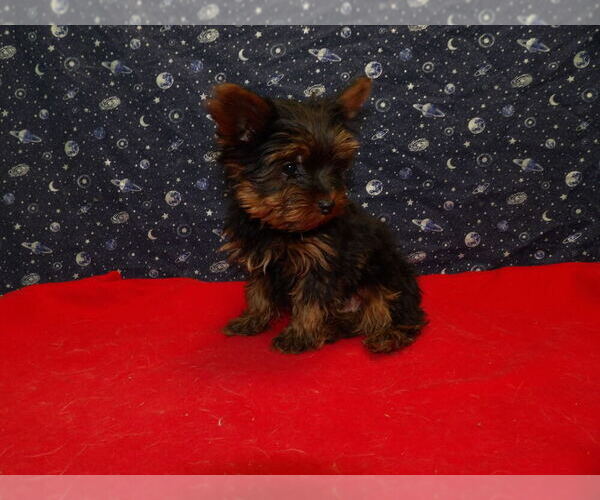 Medium Photo #40 Yorkshire Terrier Puppy For Sale in PATERSON, NJ, USA
