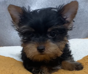 Yorkshire Terrier Puppy for sale in BETHLEHEM, GA, USA