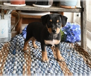 Chihuahua Puppy for sale in MOUNT VERNON, OH, USA