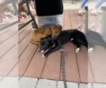 Small #4 Mutt