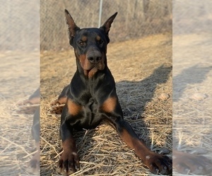 Father of the Doberman Pinscher puppies born on 02/20/2023
